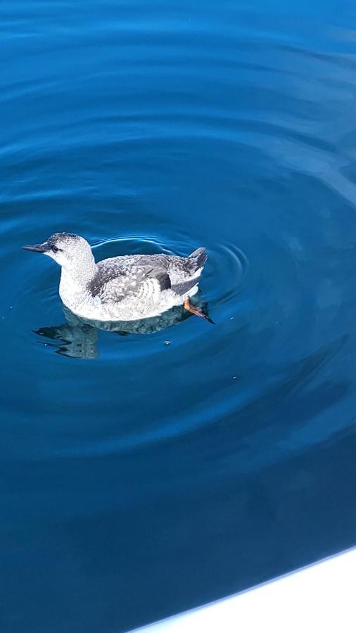 Glenduron-By-Sea Villa Saint Marys Bagian luar foto